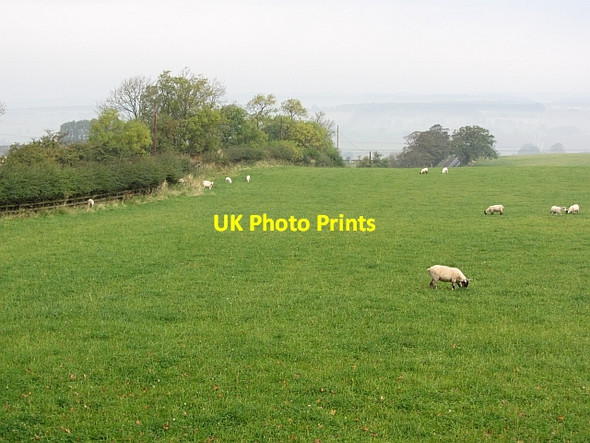 Photo 6"x4" Grazing sheep Bingfield c2011