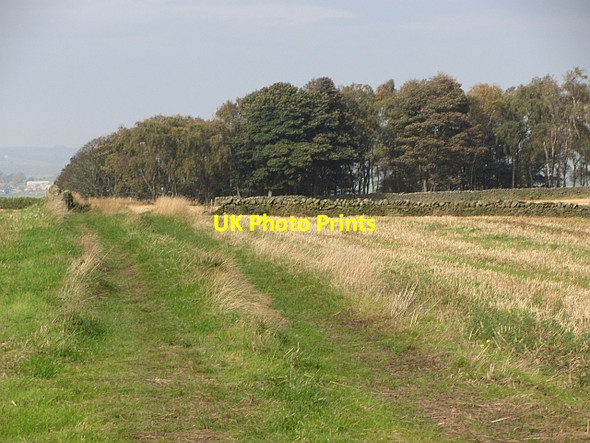 Photo 6"x4" Sandy Bank Wood Witton-le-Wear c2011
