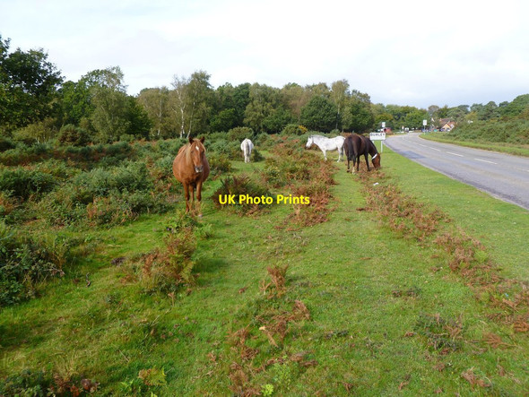 Photo 6"x4" Burley, ponies Bisterne Close c2011