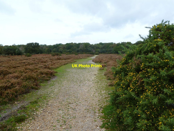 Photo 6"x4" Shappen Hill, track Bisterne Close c2011