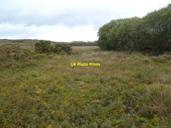 Photo 6"x4" Holmsley Bog Bisterne Close c2011