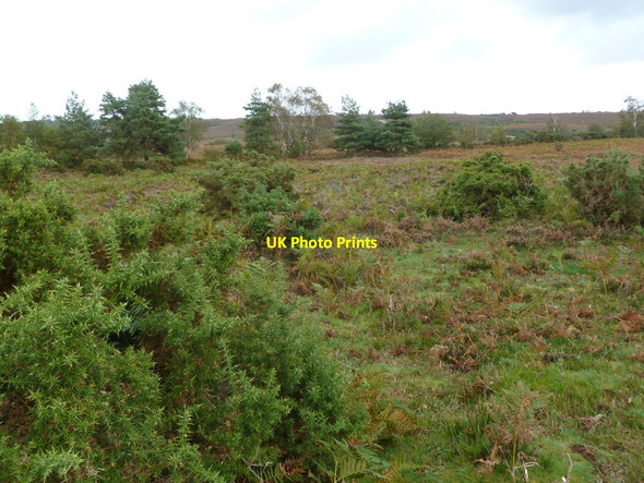 Photo 6"x4" Holmsley, heathland Bisterne Close c2011
