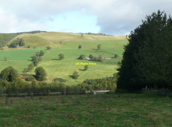 Photo 6"x4" A field of thistles Aldclune c2011