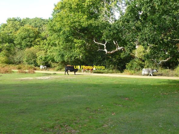 Photo 6"x4" Busketts Lawn, cattle Woodlands\/SU3211 c2011