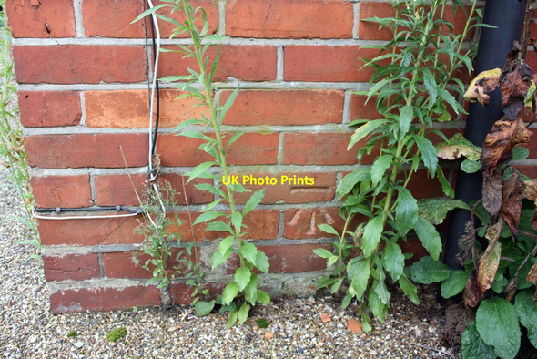 Photo 6"x4" Benchmark on #17 Southcote Lane Reading c2011
