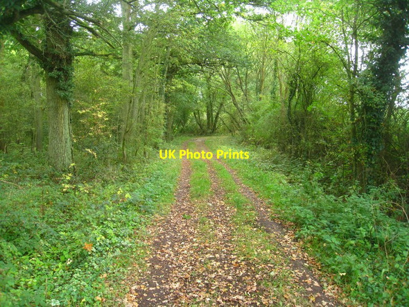 Photo 6"x4" Woodland track Rotherwick c2011