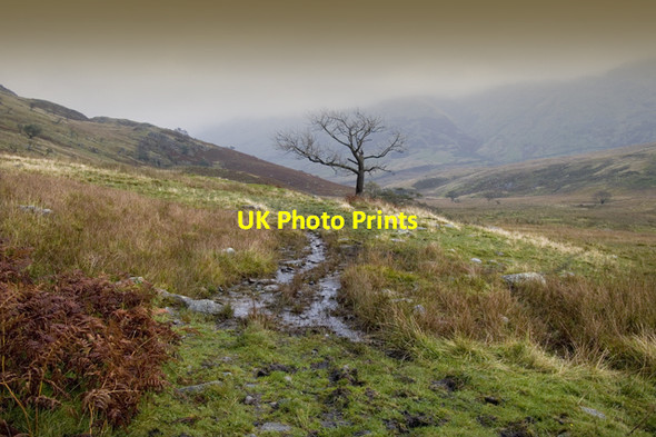 Photo 6"x4" Track to Thresthwaite Mouth High Green\/NY4103 c2011