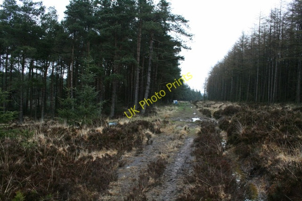 Photo 6"x4" Track in Cropton Forest Stape c2008