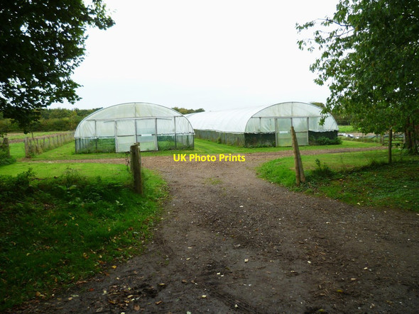 Photo 6"x4" Polytunnels near Home Farm Laverstoke c2011