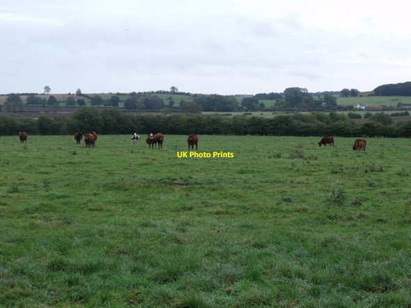 Photo 6"x4" Field with Cows at Little London Little London\/TF3375 c2011