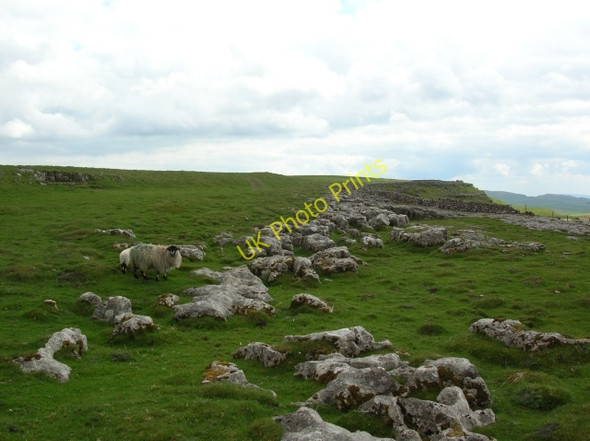 Photo 6"x4" Sheep near Cattle Grid Brackenbottom c2008