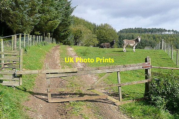 Photo 6"x4" Donkeys at Clough House Thorgill c2011