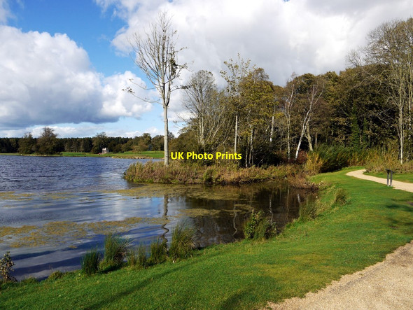 Photo 6"x4" Duck Decoy, Hardwick Hall Country Park Sedgefield c2011