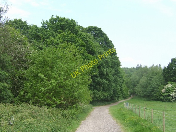 Photo 6"x4" Summer oaks on the Monarch's Way Bushbury\/SJ9203 c2008