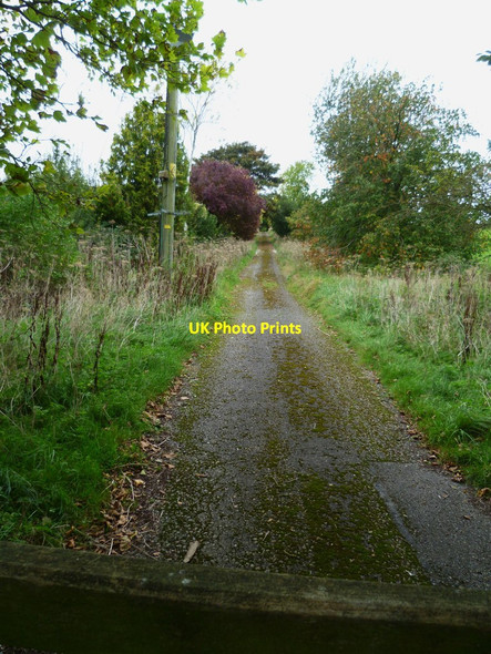 Photo 6"x4" The drive to Freefolk House Freefolk c2011