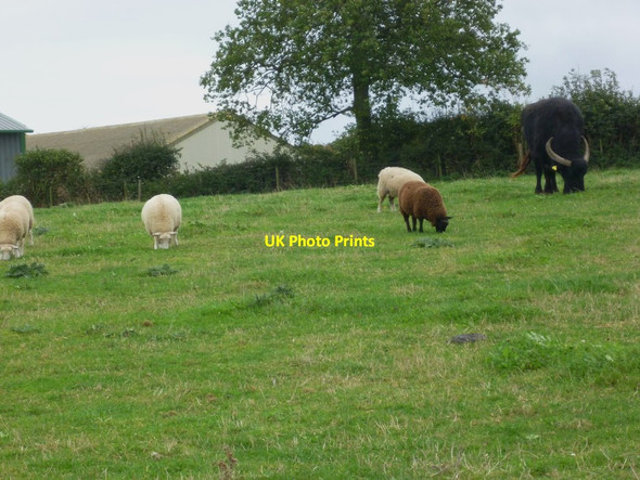 Photo 6"x4" Animals at Laverstoke Park Farm Laverstoke c2011