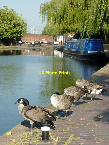Photo 6"x4" Geese by the canal in Wolverhampton Wolverhampton c2011