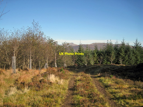 Photo 6"x4" Broadleaf trees in the forest Glen Bernisdale c2011