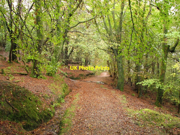 Photo 6"x4" Woodland path Rothesay c2011