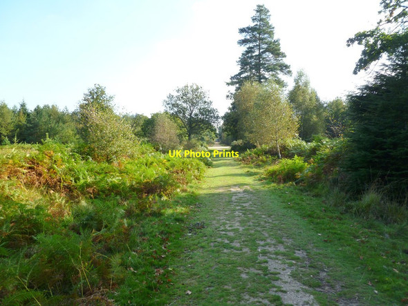 Photo 6"x4" Poundhill Inclosure, forestry track North Weirs c2011