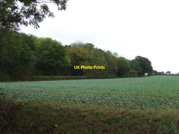 Photo 6"x4" Pie Hatch Wood Cook's Green\/TL9753 c2011