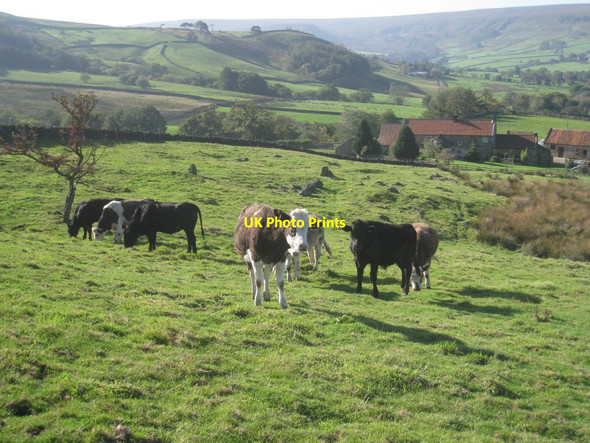 Photo 6"x4" Cattle near Riddings Farm Westerdale\/NZ6605 c2011