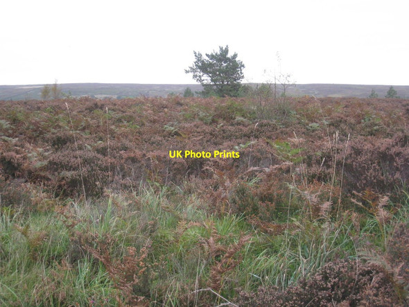 Photo 6"x4" Harland Moor (east side) Lowna c2011