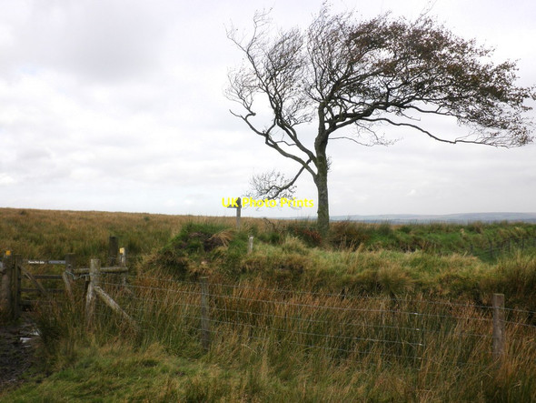 Photo 6"x4" Fence and gate on Worth Hill North Batsom c2011