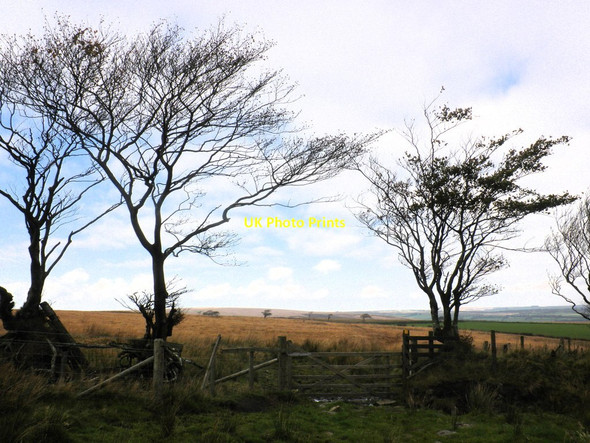 Photo 6"x4" Trees in silhouette, on Old Barrow Down North Batsom c2011