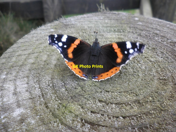 Photo 6"x4" Red Admiral, on Old Barrow Down North Batsom c2011