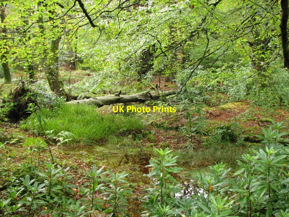 Photo 6"x4" Mount Stuart woodland Kerrycroy c2011