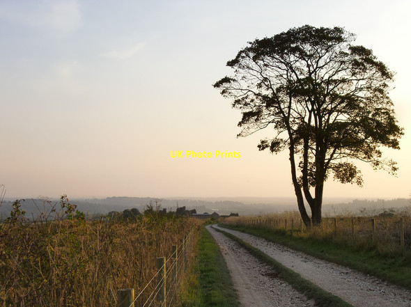 Photo 6"x4" Lone tree north of Peppering High Barn Burpham\/TQ0408 c2011