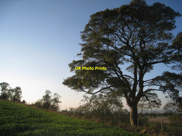 Photo 6"x4" Tree near Birdsall Birdsall c2011