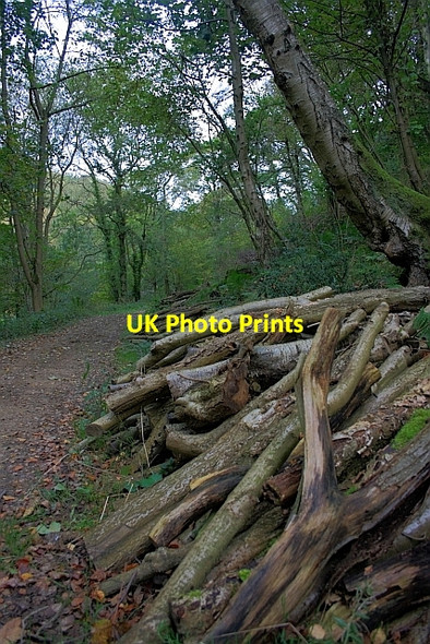 Photo 6"x4" Log Pile on Sleights Road Lockton c2011