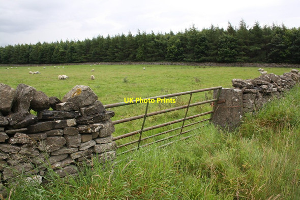 Photo 6"x4" Sheep farming and forestry near Bellerby Camp Bellerby c2011