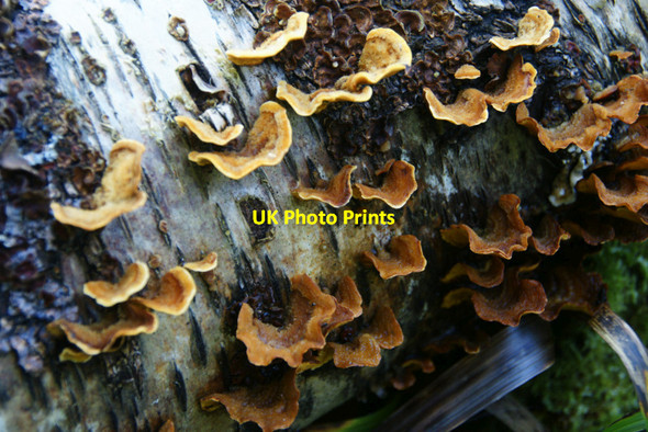 Photo 6"x4" Fungus on dead birch log Alyth c2011