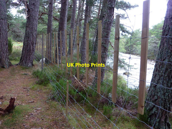 Photo 6"x4" Deer fencing near the Caledonian Club footbridge, Rothiemurchus Coylumbridge c2011