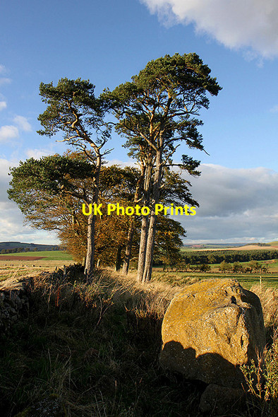 Photo 6"x4" Scots Pine trees East Third\/NT6436 c2011