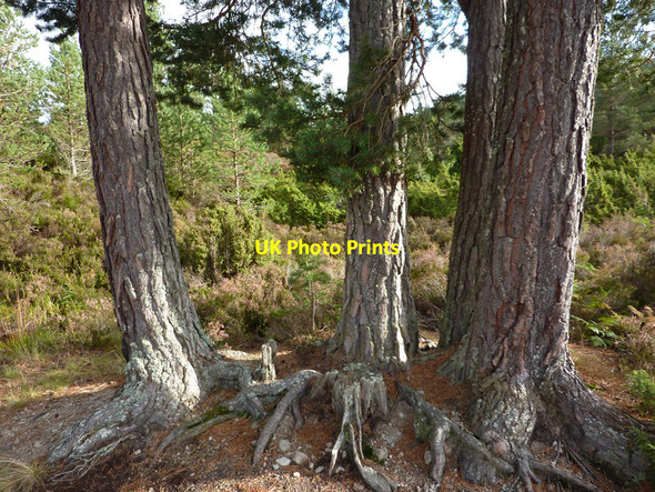 Photo 6"x4" Scots Pine near the Allt a Choire Bhuidje, Rothiemurchus Doune\/NH8809 c2011