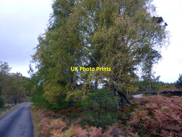 Photo 6"x4" Birch trees by the road to Loch an Eilein Gate, Rothiemurchus Doune\/NH8809 c2011