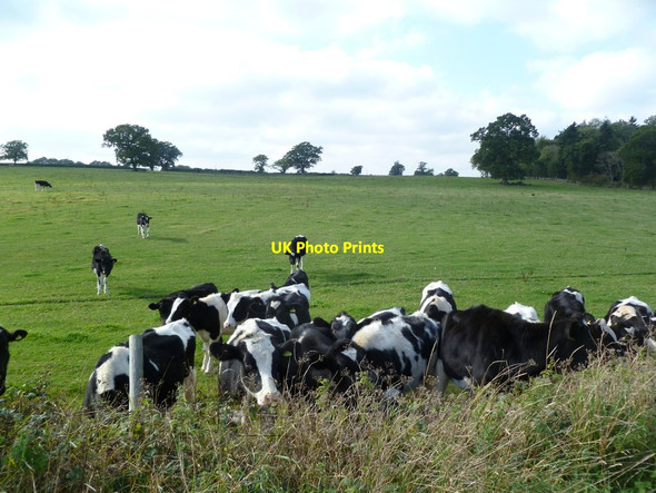 Photo 6"x4" Harbridge, calves Bickton c2011