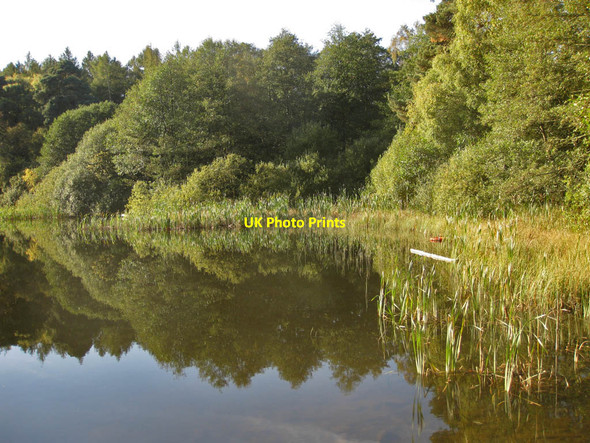 Photo 6"x4" Reedbed in the Lower Fish Pond Ampleforth c2011