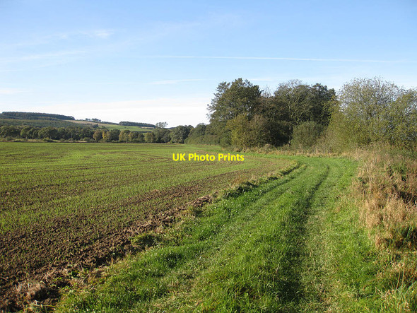 Photo 6"x4" Field headland by winter wheat crop Ampleforth c2011