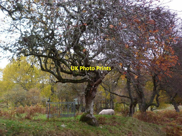 Photo 6"x4" Near Kilphedir Kilphedir c2011