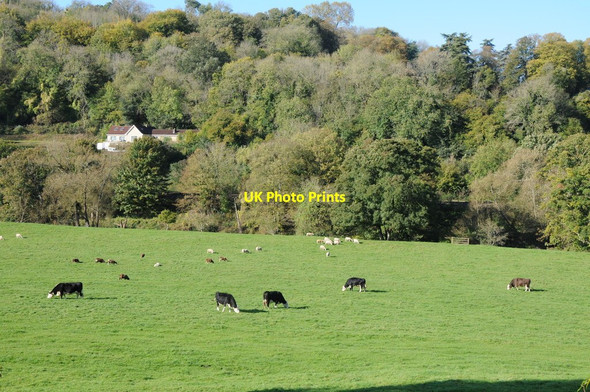 Photo 6"x4" Cattle grazing in the Avon valley Freshford\/ST7860 c2011