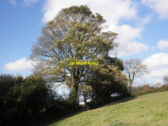 Photo 6"x4" Hillside tree, near Southcott Farm Bratton Fleming c2011