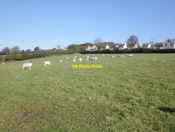 Photo 6"x4" Grazing sheep, Bratton Fleming Bratton Fleming c2011