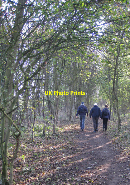 Photo 6"x4" Walkers in Long Plantation Malton\/SE7871 c2011