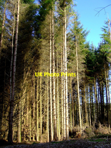 Photo 6"x4" Berfern Plantation Inverkip c2011 P1