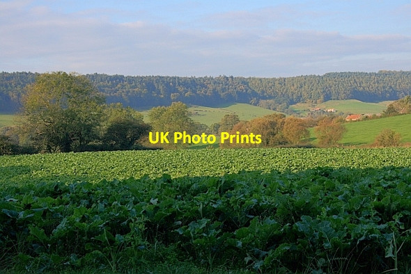 Photo 6"x4" Cabbages, Thorn Park Farm Suffield\/SE9890 c2011